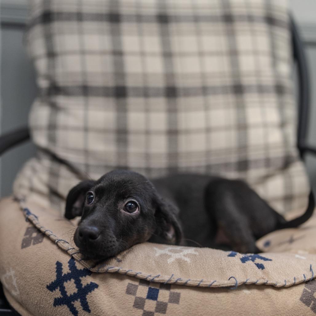 Angie, a Adoptable mixed breed in Pawling, NY image 5/6