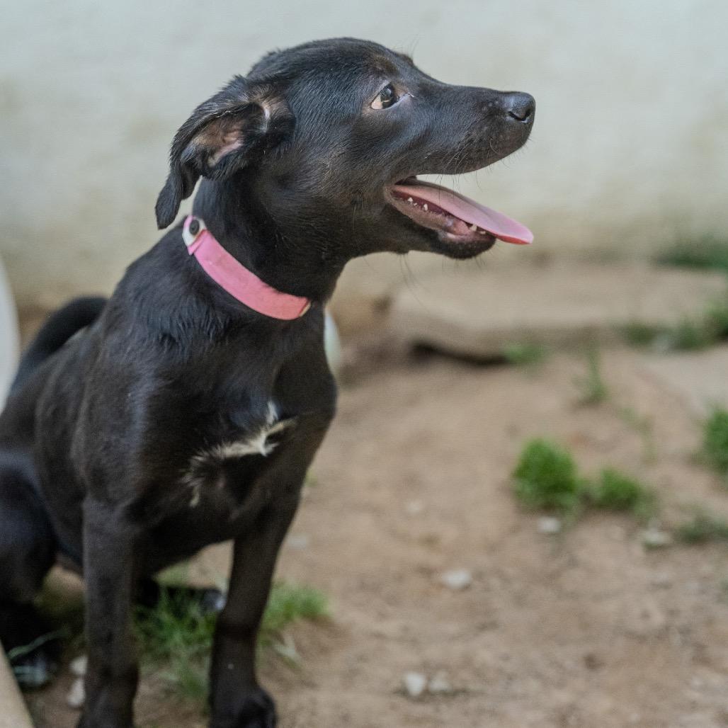 Enlarge Angie, a Adoptable mixed breed in Pawling, NY image 5/6