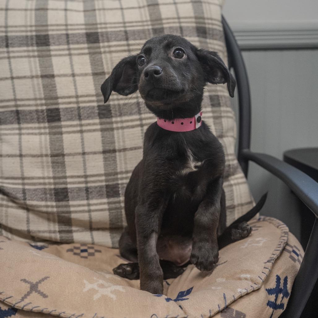 Angie, a Adoptable mixed breed in Pawling, NY image 6/6