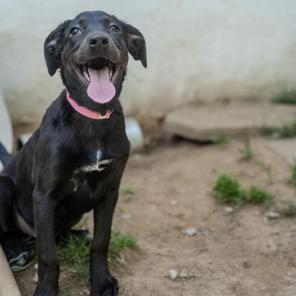 Enlarge Angie, a Adoptable mixed breed in Pawling, NY image 6/6