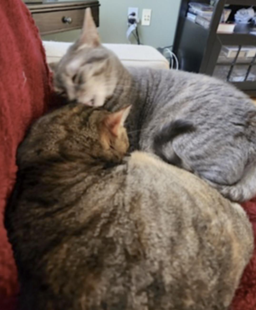 Enlarge Cali, a Adoptable Domestic Short Hair in Charleston, WV image 4/6