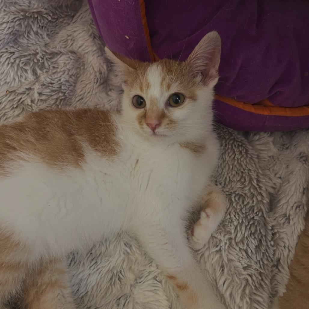 Enlarge Sour Patch, a Adoptable Domestic Short Hair in Brooklyn, NY image 1/1