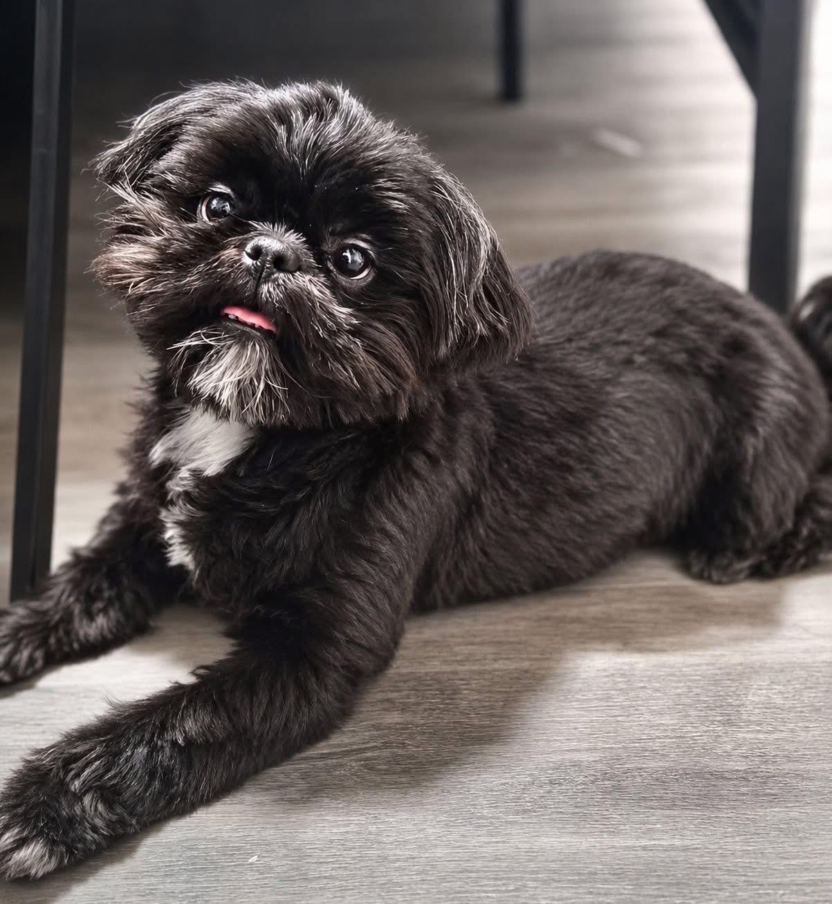 Justice, an adopted Shih Tzu in Jeffersonville, IN image 1/2