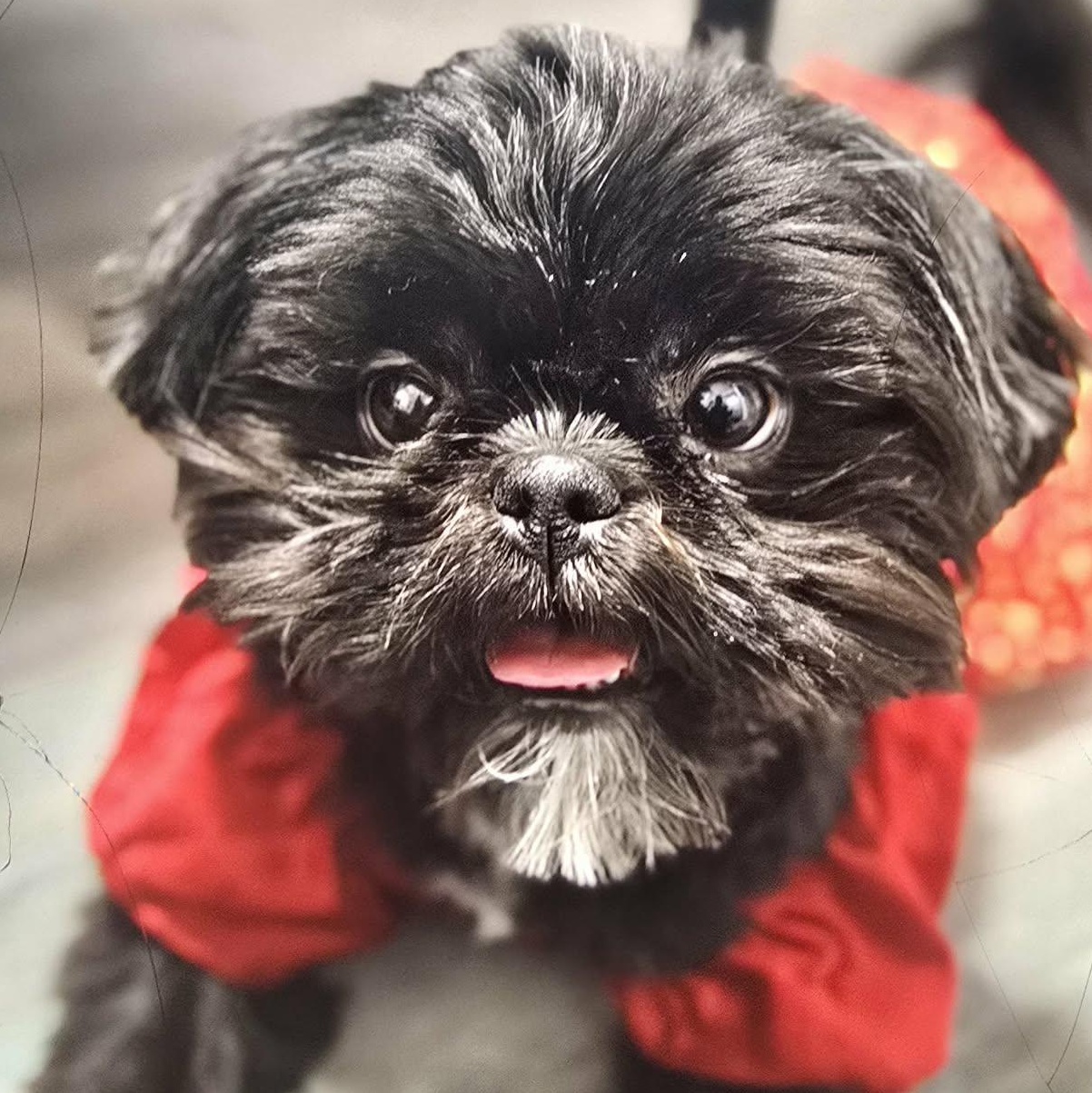 Justice, an adopted Shih Tzu in Jeffersonville, IN image 2/2