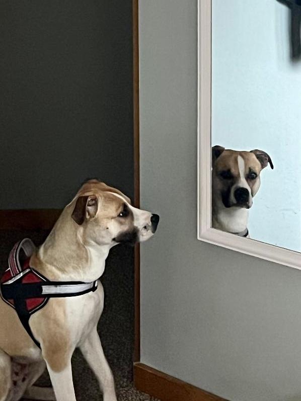 DOLLY, Adoptable, Adult Female Boxer & Shepherd.