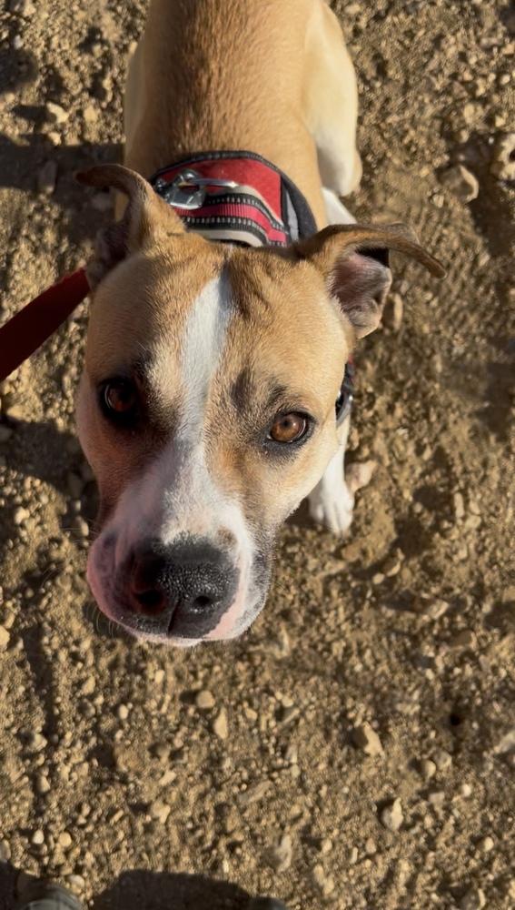 DOLLY, Adoptable, Adult Female Boxer & Shepherd.