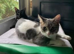 Enlarge Tae and Tye, a Adoptable Domestic Short Hair in Toledo, OH image 1/1