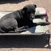 Cruz, a ADOPTABLE Black Labrador Retriever in Casa Grande, AZ image 3/4