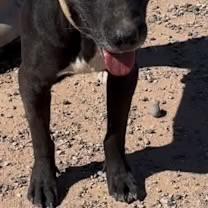 Cruz, a ADOPTABLE Black Labrador Retriever in Casa Grande, AZ image 4/4