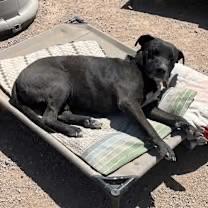 Cruz, a ADOPTABLE Black Labrador Retriever in Casa Grande, AZ image 2/4