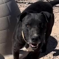 Cruz, a ADOPTABLE Black Labrador Retriever in Casa Grande, AZ image 1/4