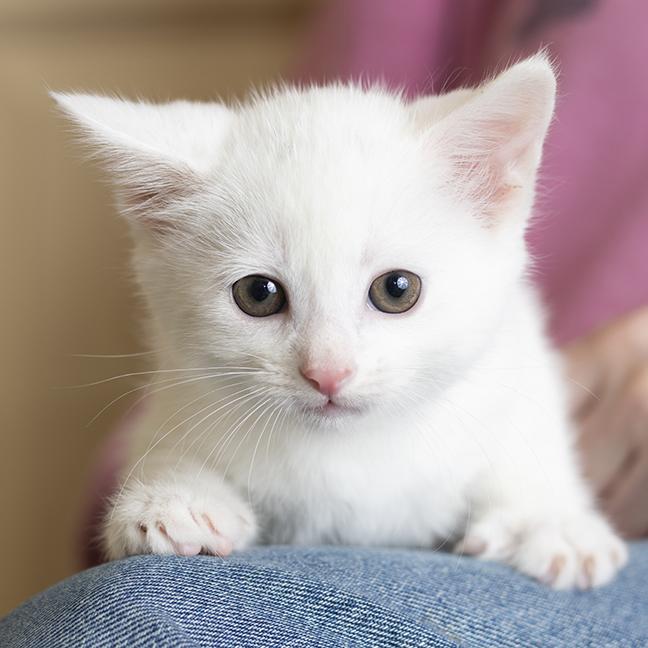 Enlarge Two Dots, a ADOPTABLE Domestic Short Hair in Chicago, IL image 3/3