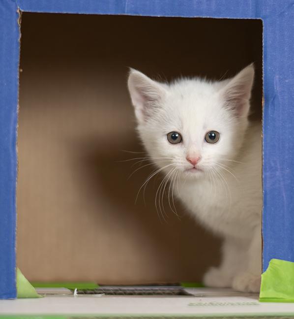 Enlarge Two Dots, a ADOPTABLE Domestic Short Hair in Chicago, IL image 2/3