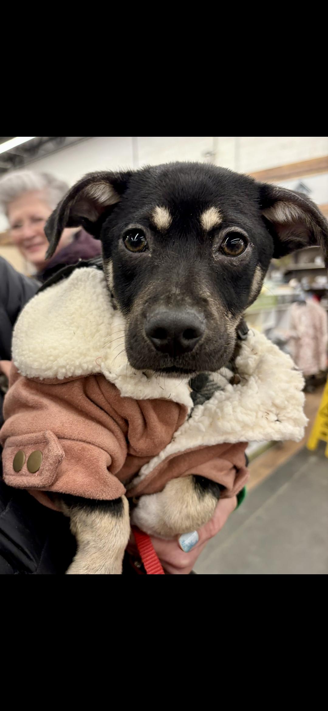 Enlarge Aristoteles, an adoptable mixed breed in New York, NY image 4/6