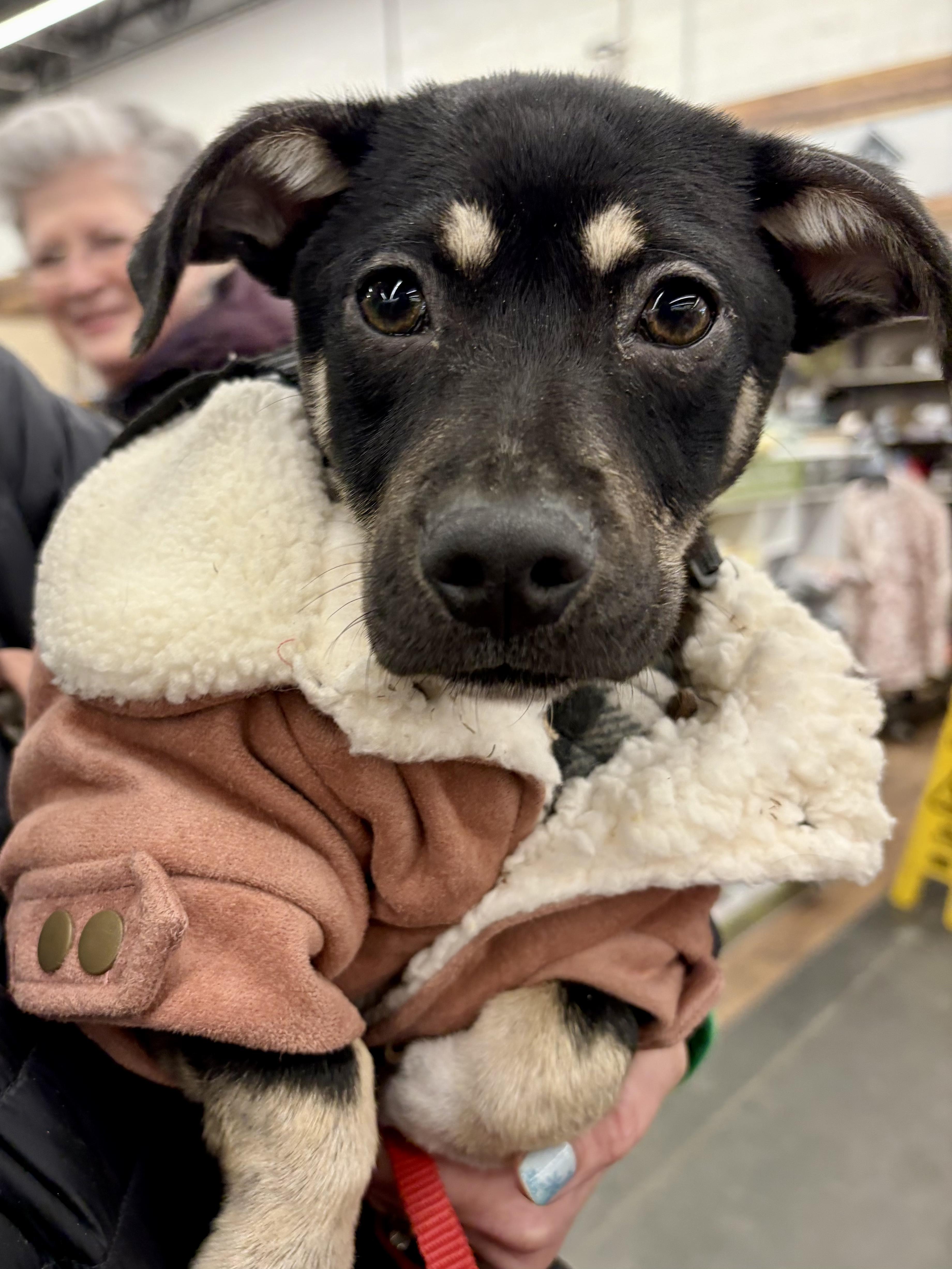 Enlarge Aristoteles, an adoptable mixed breed in New York, NY image 1/6