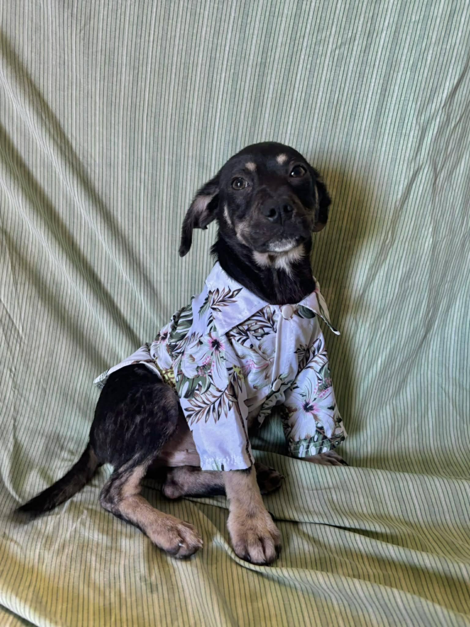 Enlarge Aristoteles, an adoptable mixed breed in New York, NY image 2/6