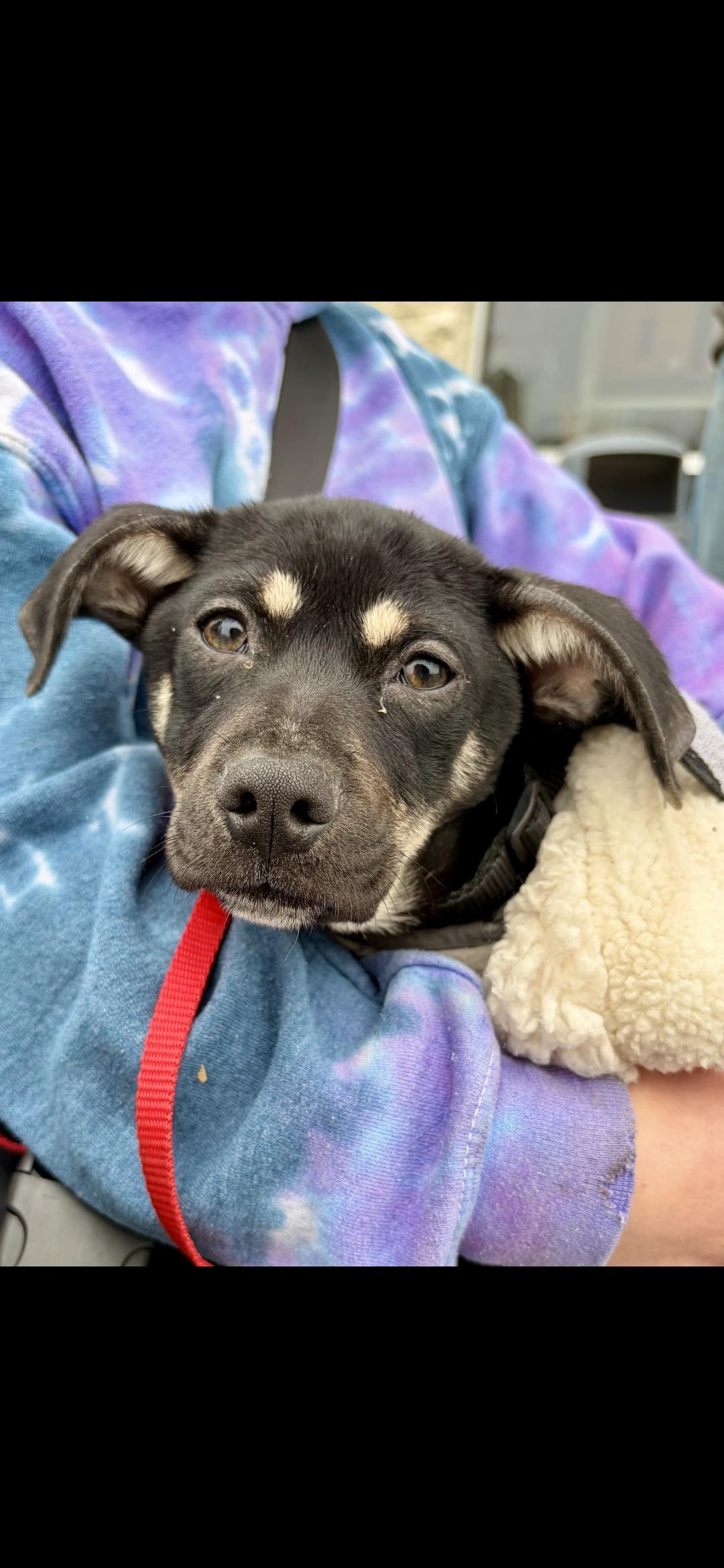 Enlarge Aristoteles, an adoptable mixed breed in New York, NY image 5/6