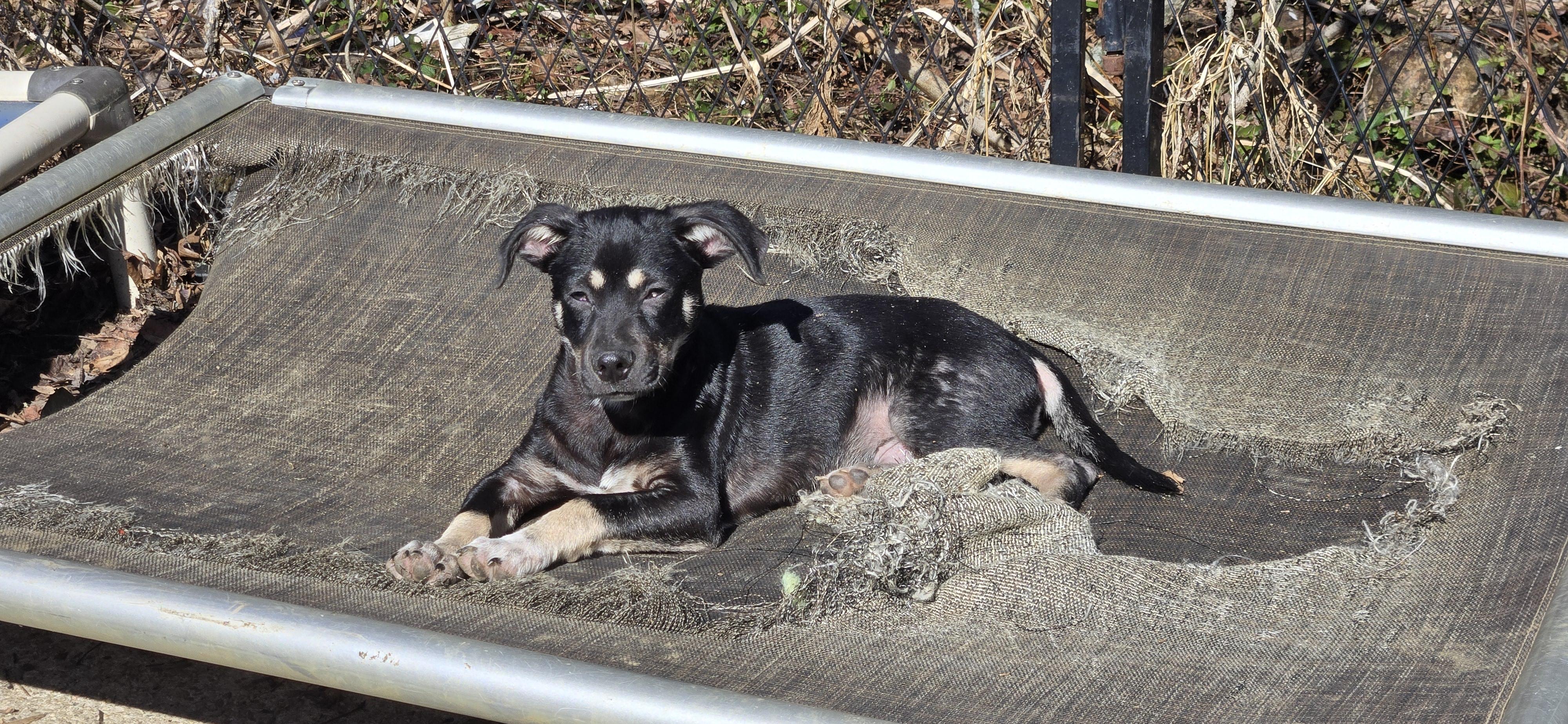 Enlarge Aristoteles, an adoptable mixed breed in New York, NY image 6/6