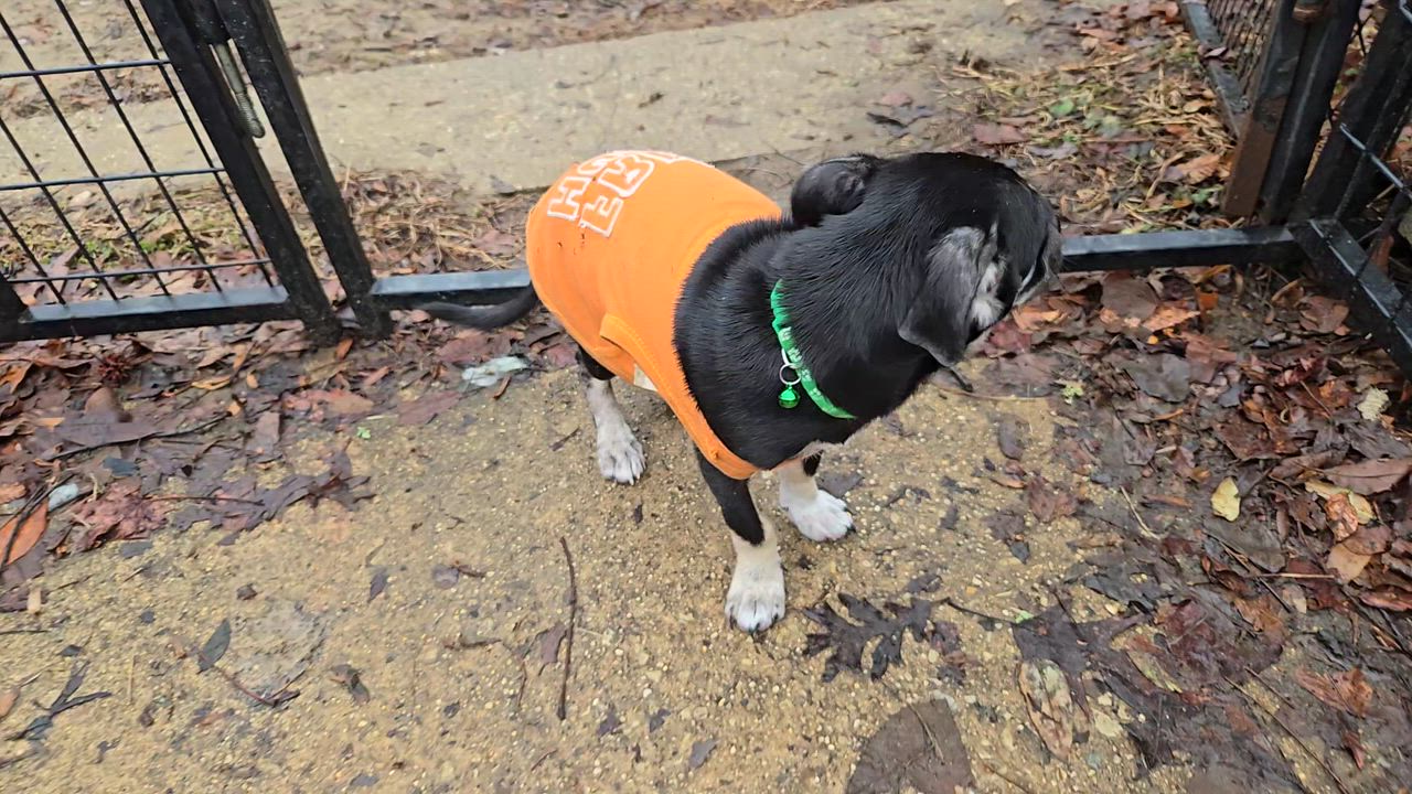 Enlarge Aristoteles, an adoptable mixed breed in New York, NY video 3/6