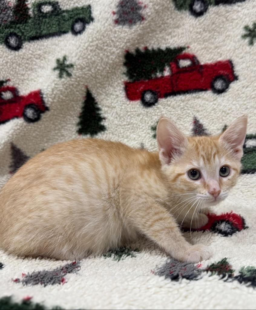 Enlarge Bay, a Adopted mixed breed in Corpus Christi, TX image 1/1