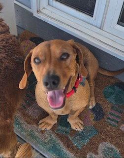 Enlarge Odie  -  Utah, a Adopted Dachshund in Los Angeles, CA image 1/3
