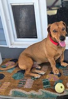 Enlarge Odie  -  Utah, a Adopted Dachshund in Los Angeles, CA image 2/3