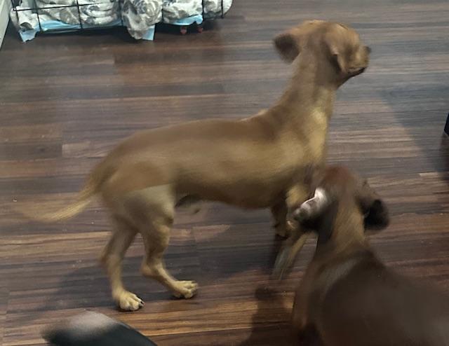 Odie  -  Las Vegas, Adoptable, Young Male Beagle & Dachshund.