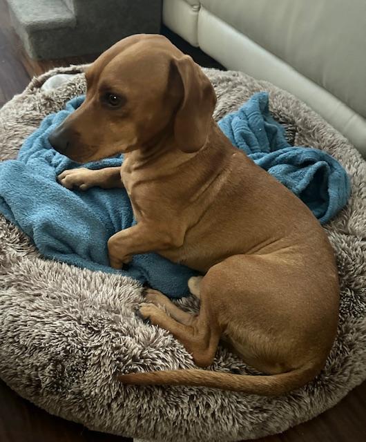 Odie  -  Utah, Adoptable, Adult Male Dachshund.