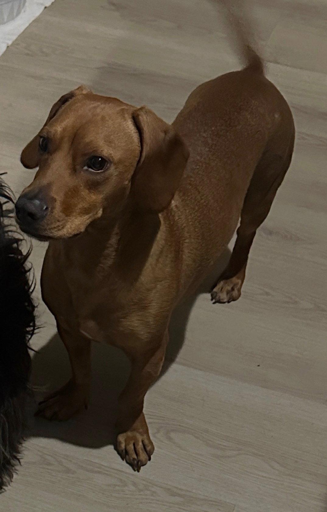 Odie - Utah, a Adoptable Dachshund in Los Angeles, CA image 3/3