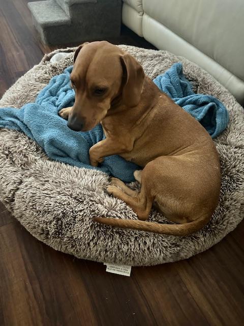 Enlarge Odie  -  Las Vegas, a Adoptable mixed breed in Los Angeles, CA image 3/3