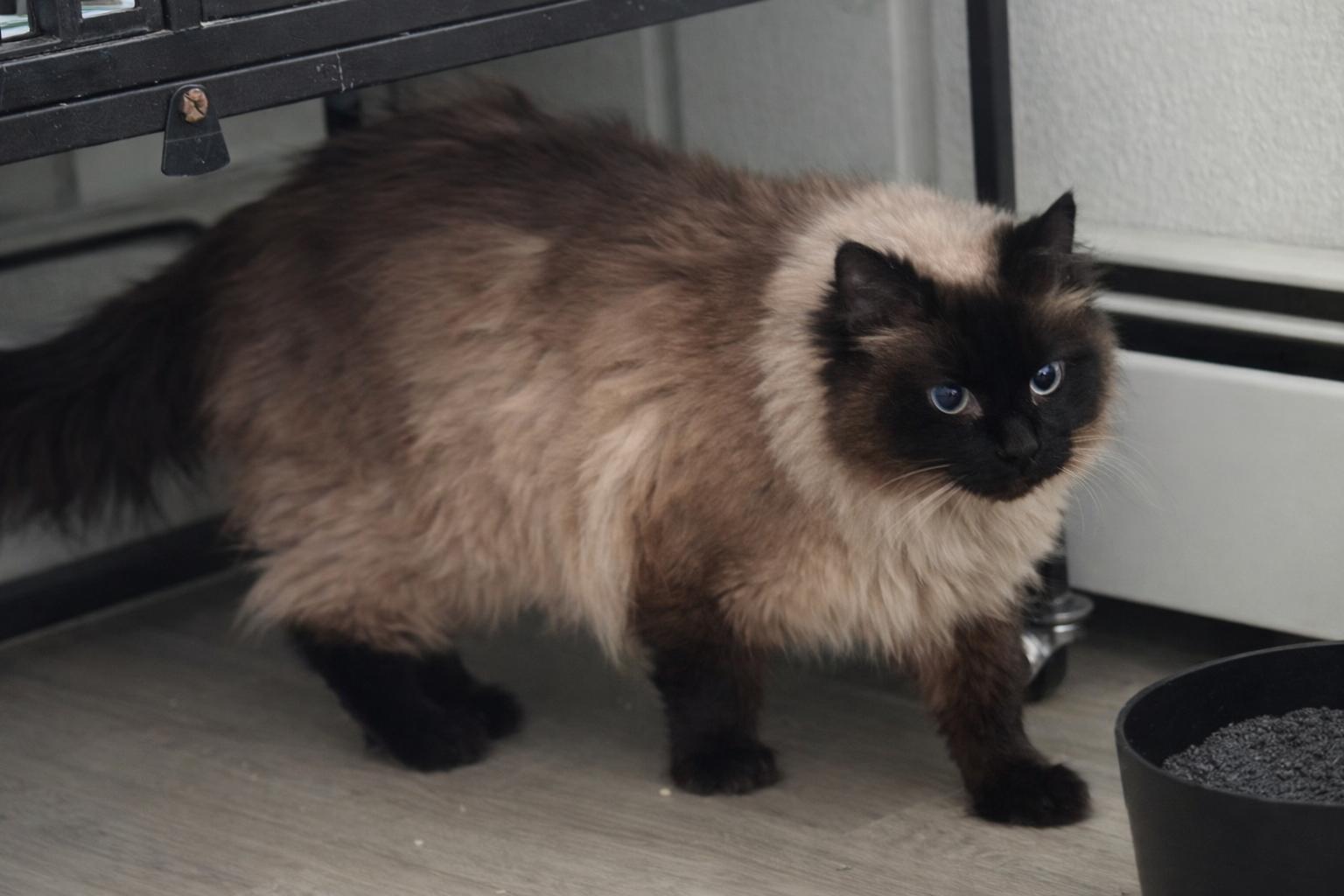 Enlarge Mia, an adopted Himalayan in Saginaw, MI image 2/2
