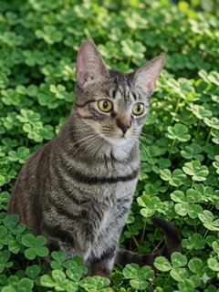 Enlarge Marty, a Adoptable Domestic Short Hair in Ladson, SC image 1/5