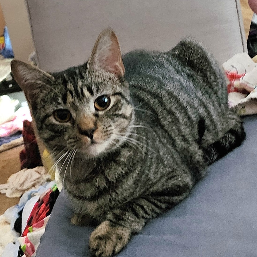 Marty, a Adoptable Domestic Short Hair in Ladson, SC image 4/4