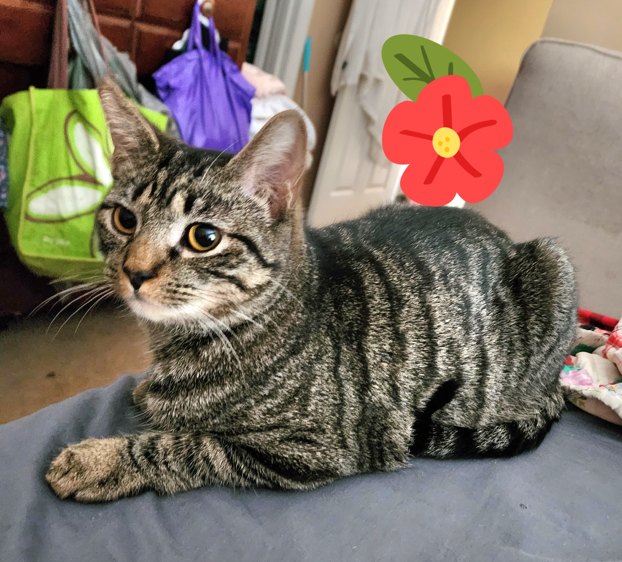 Marty, a Adoptable Domestic Short Hair in Ladson, SC image 3/4