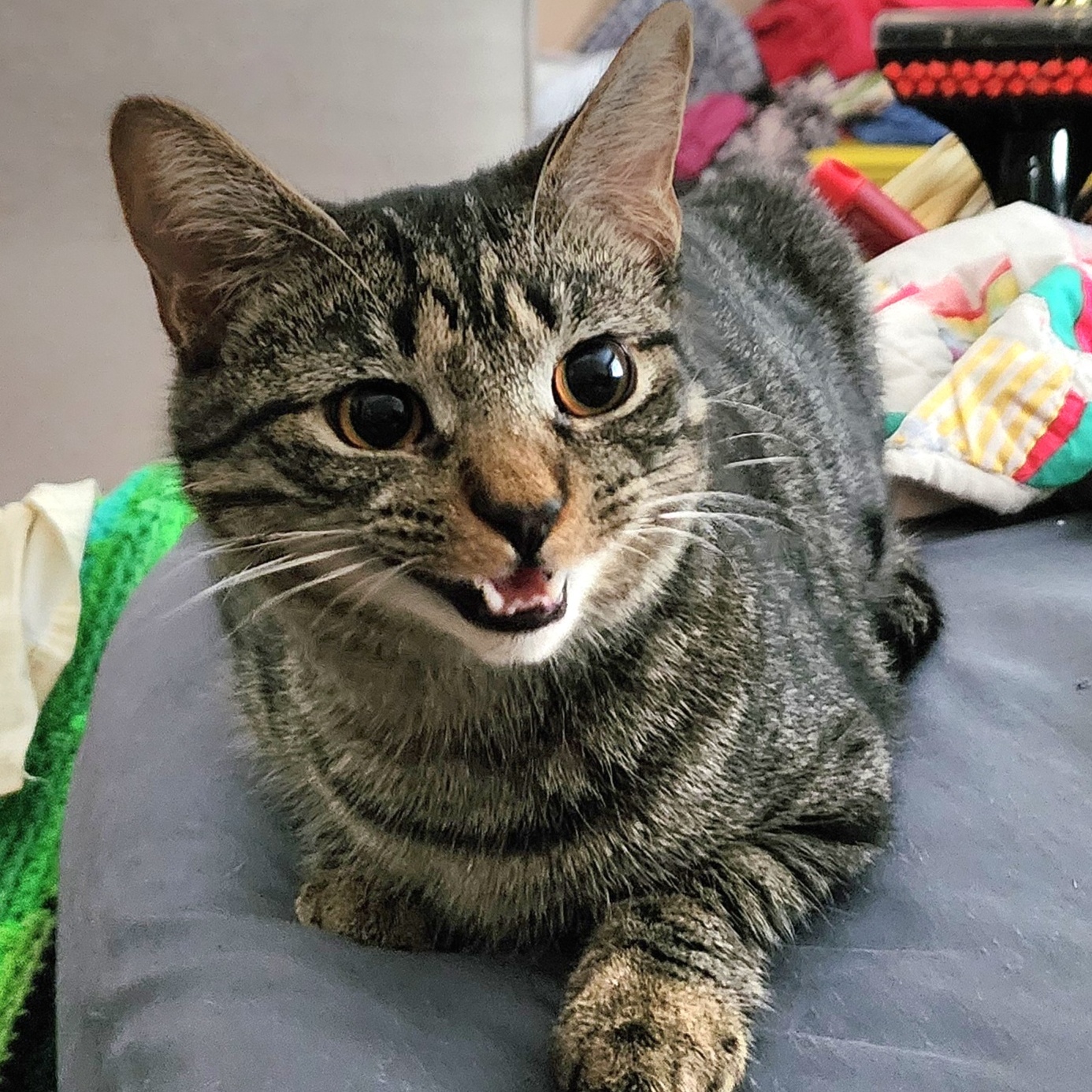 Marty, a Adoptable Domestic Short Hair in Ladson, SC image 2/4