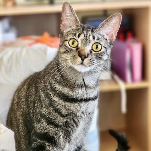 Marty, Adoptable, Adult Male Domestic Short Hair.