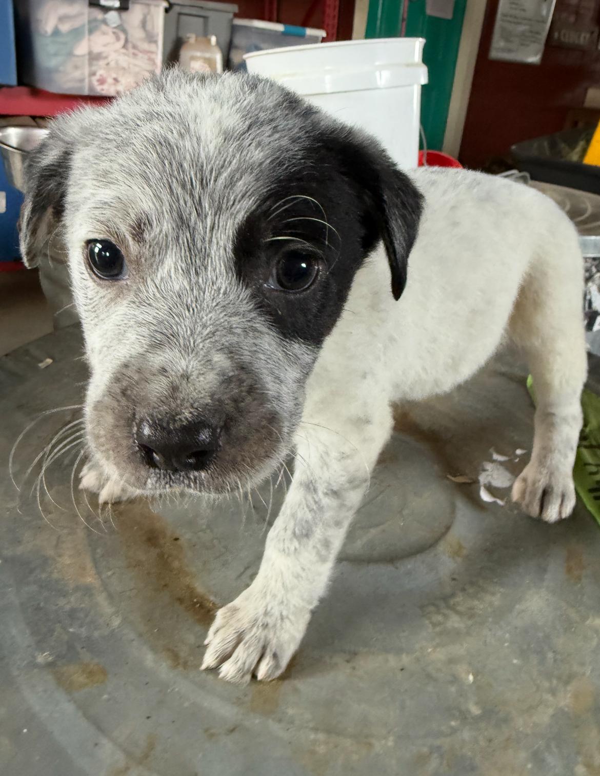 Bandit, Adopted, Puppy Male Parson Russell Terrier & Australian Cattle Dog / Blue Heeler.