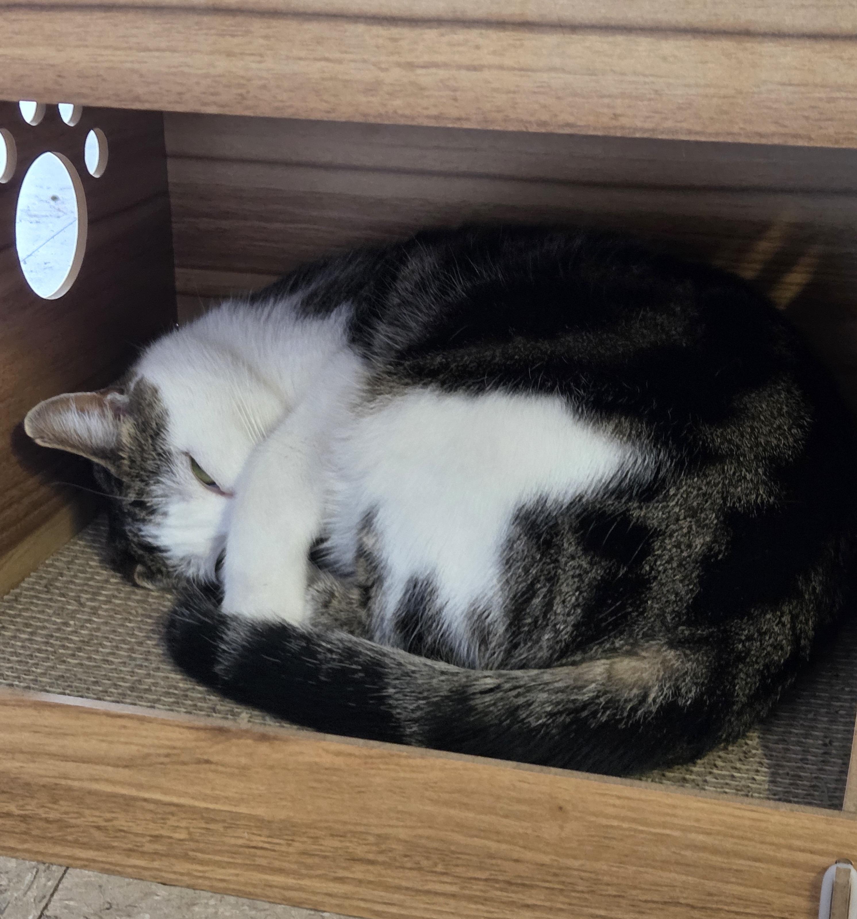 Enlarge Marbles, a Adoptable Domestic Short Hair in Mansfield Center, CT image 5/5