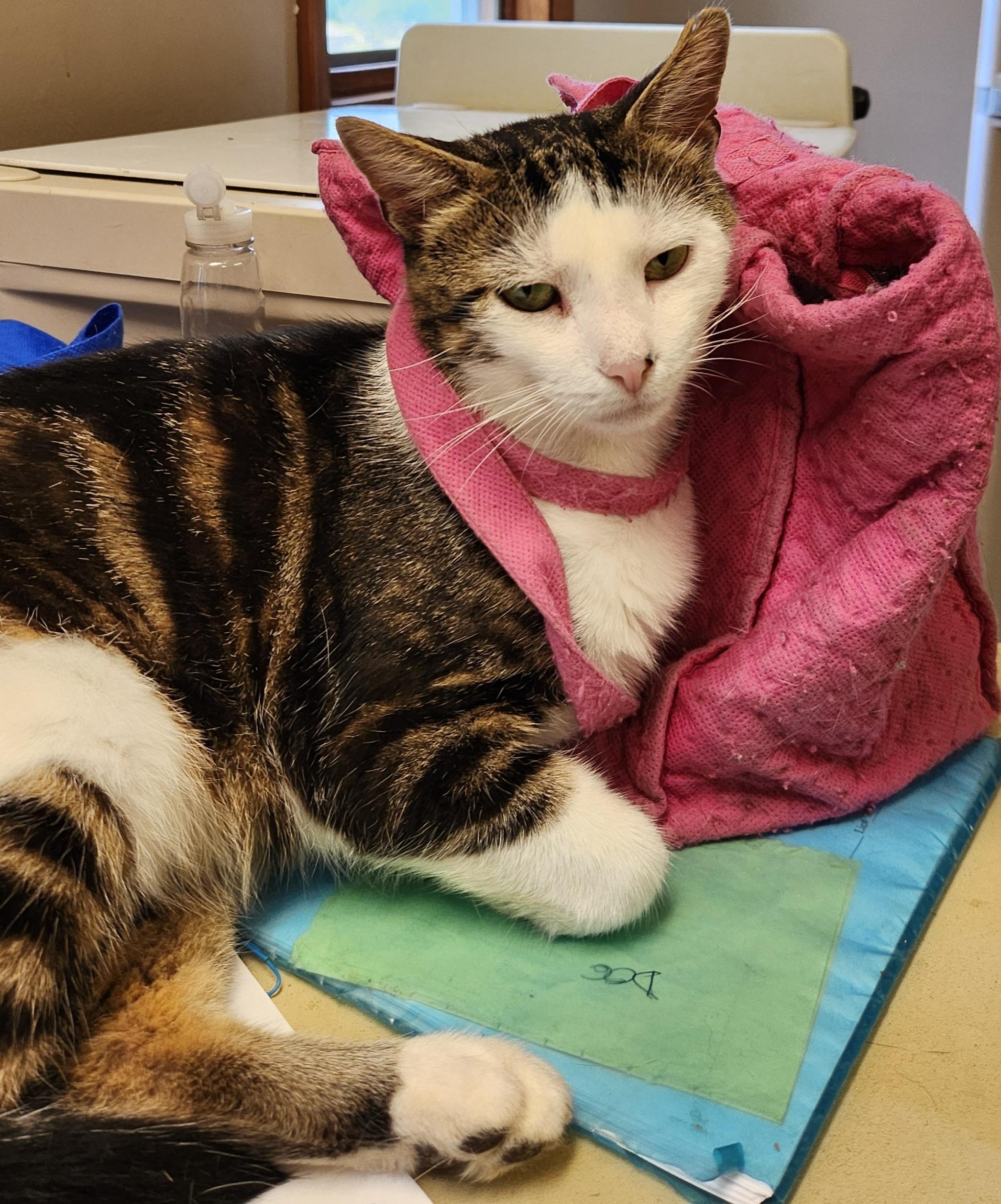 Marbles, a Adoptable Domestic Short Hair in Mansfield Center, CT image 2/4