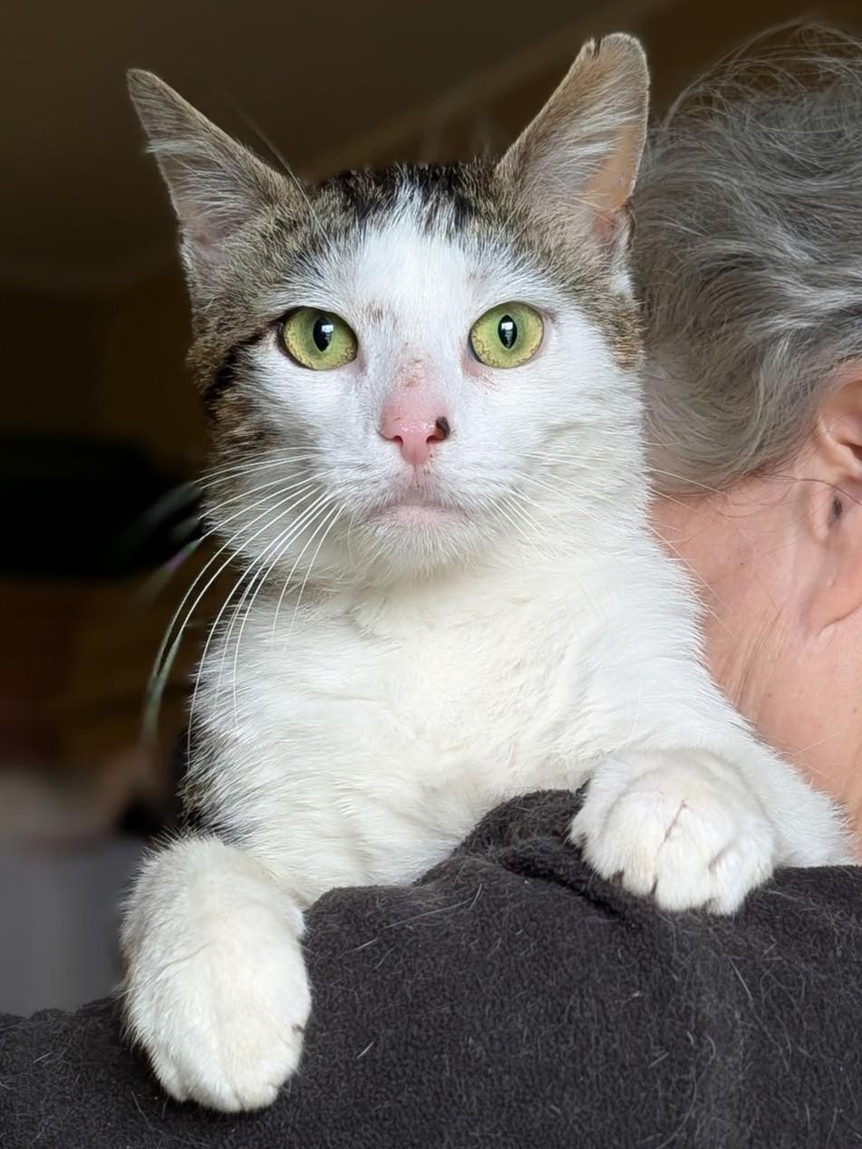 Marbles, a Adoptable Domestic Short Hair in Mansfield Center, CT image 1/4