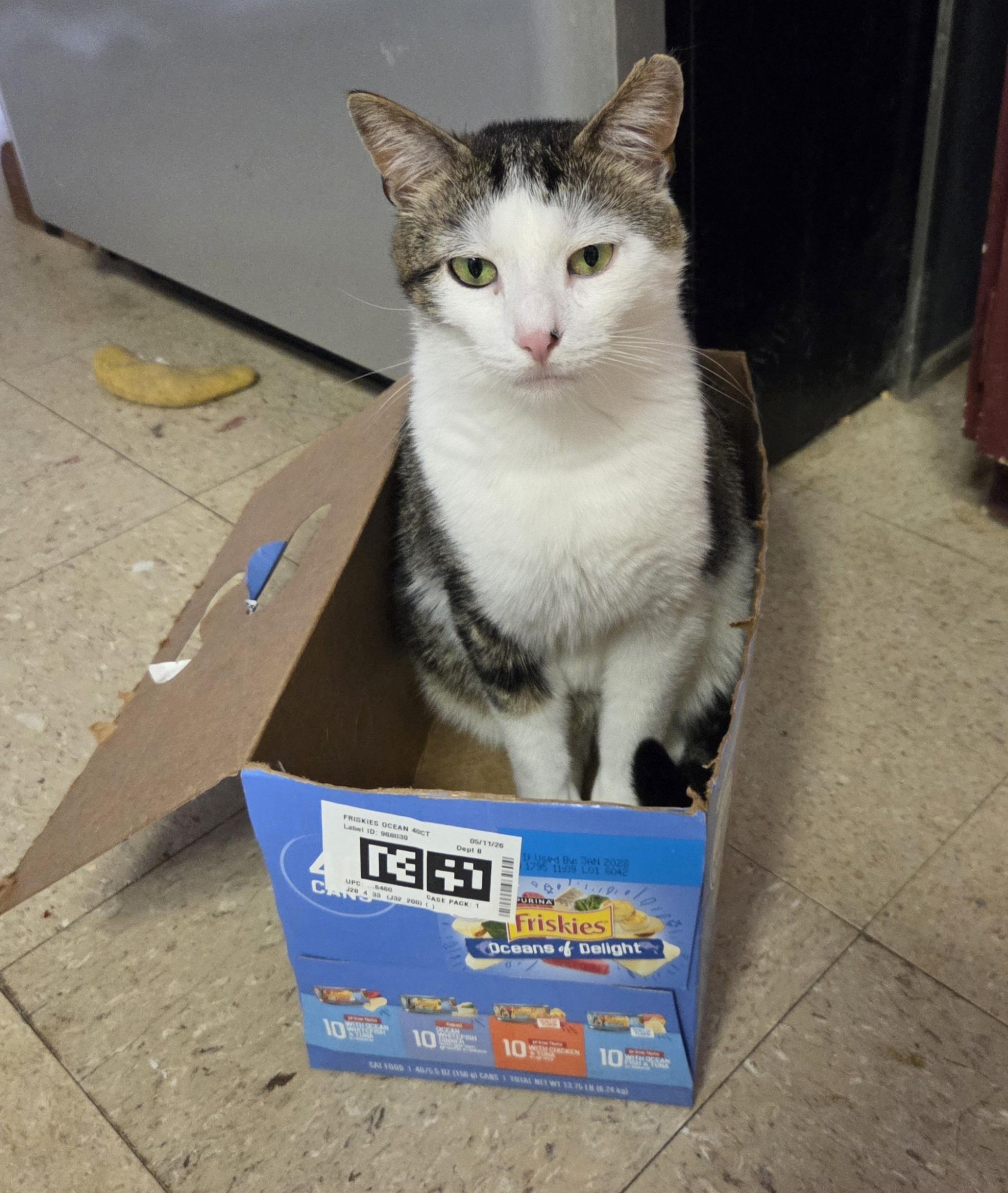Marbles, Adoptable, Young Male Domestic Short Hair.