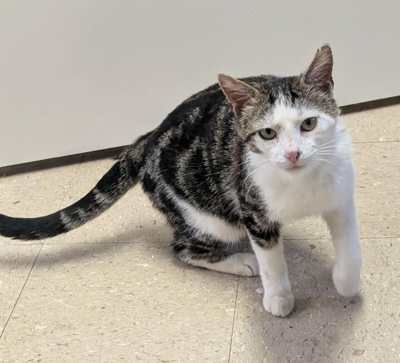 Marbles, a Adoptable Domestic Short Hair in Mansfield Center, CT image 3/4