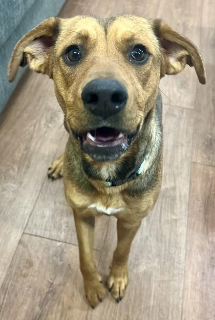 Giselle, Adoptable, Adult Female Mixed Breed & Mixed Breed.