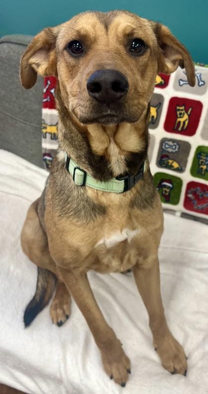 Enlarge Giselle, a Adoptable mixed breed in Savannah, GA image 2/3