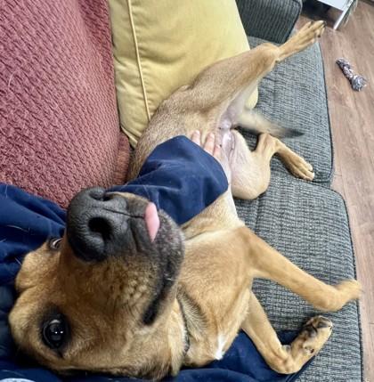 Enlarge Giselle, a Adoptable mixed breed in Savannah, GA image 3/3