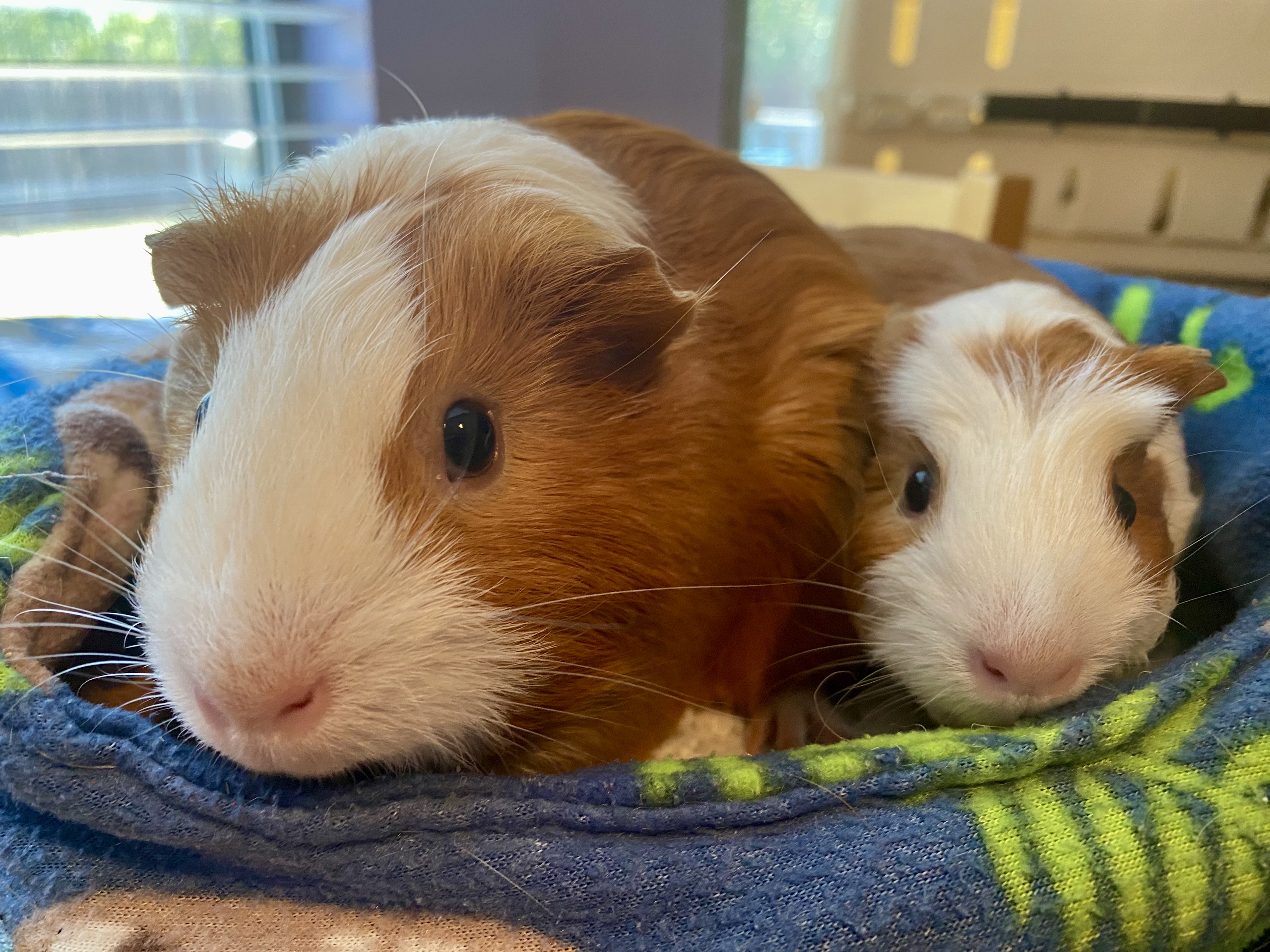 Guinea Pig for adoption Pumpkin and Nutmeg, a Guinea Pig in Austin
