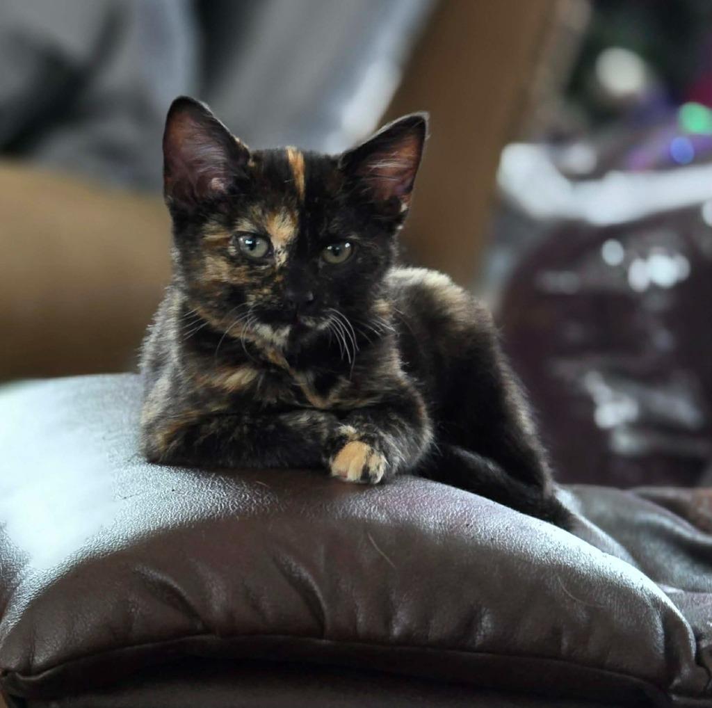 Enlarge Mohawk, a Adoptable Domestic Short Hair in Bristol, WI image 1/5