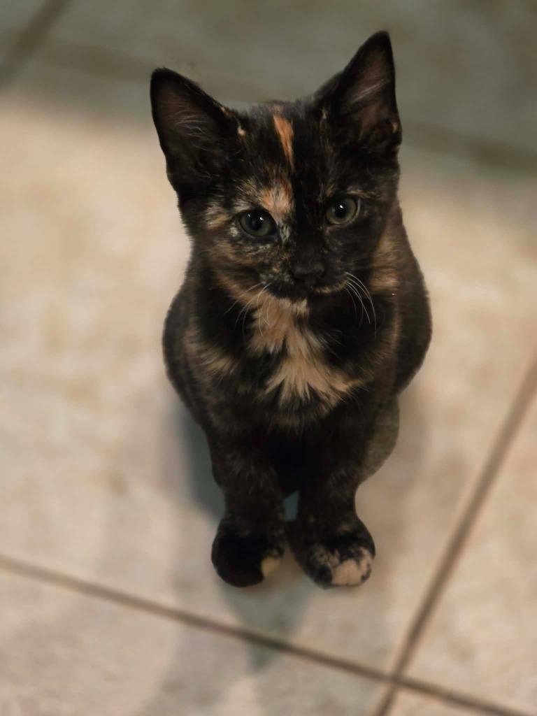 Enlarge Mohawk, a Adoptable Domestic Short Hair in Bristol, WI image 2/5