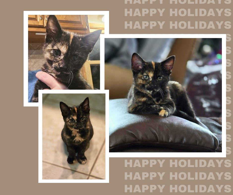 Enlarge Mohawk, a Adoptable Domestic Short Hair in Bristol, WI image 4/5