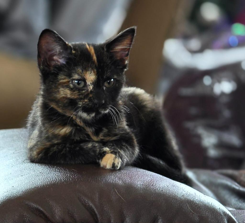 Enlarge Mohawk, a Adoptable Domestic Short Hair in Bristol, WI image 5/5